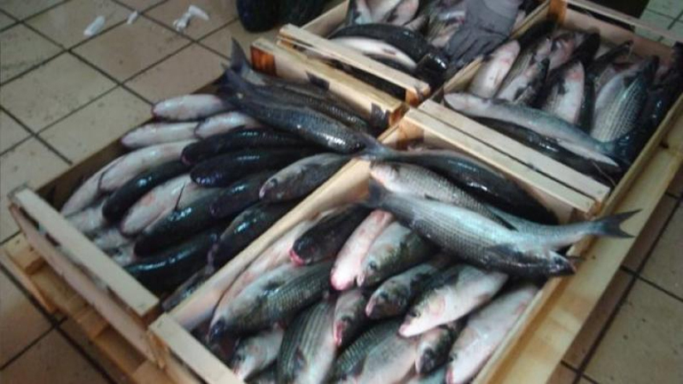 Κατασχέσεις αλιευμάτων στα Χανιά