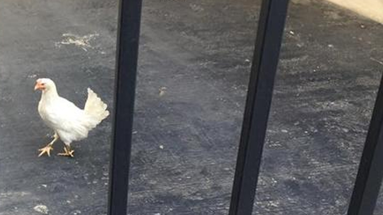 Mία κότα στο Μαξίμου