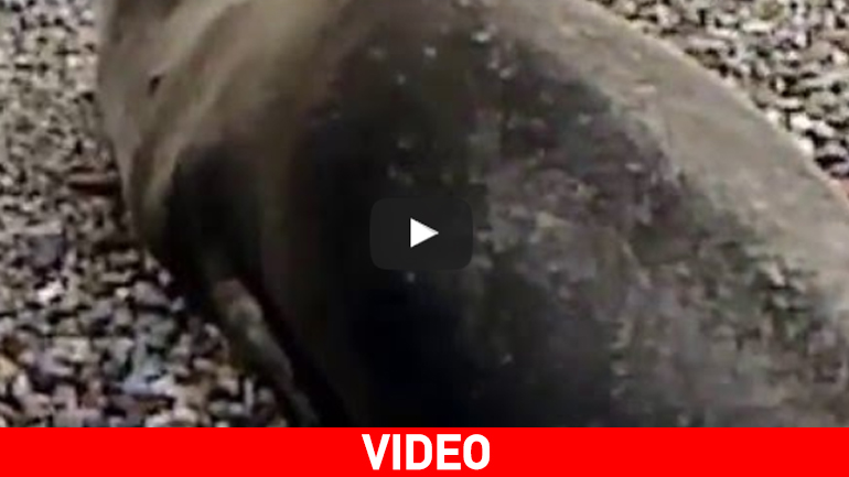 Τραυματισμένη φώκια στην παραλία Αλίμου