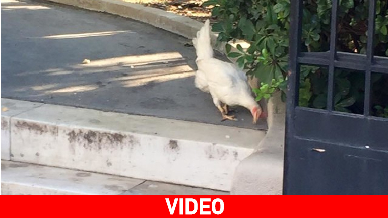 Aπίστευτα tweets για την κότα που έκοβε βόλτες στο Μαξίμου…