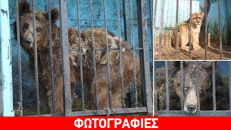 Ο πιο… θλιβερός ζωολογικός κήπος στον κόσμο ανήκει σε Αρμένιο ολιγάρχη