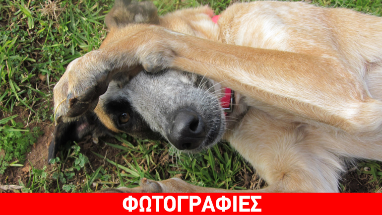 Χαρίζεται η Αγαπούλα