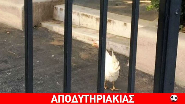 Η απίθανη ιστορία της… κότας στο γραφείο του Τσίπρα