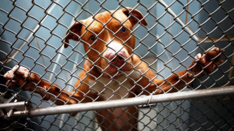 FBI: Επαναστατική βάση δεδομένων συνδέει την κακοποίηση ζώων με άλλα εγκλήματα