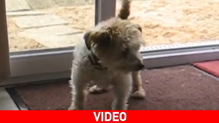 Σκυλάκι καθαρίζει τις πατούσες του στο χαλάκι πριν μπει στο σπίτι