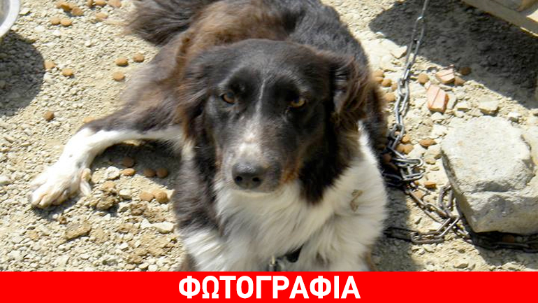 Μπλάνκι: Η σκυλίτσα από τη Λήμνο που αναζητεί φιλοξενία για μόλις 7 ημέρες