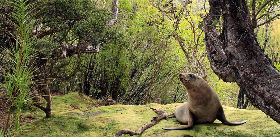 Η βόλτα ενός θαλάσσιου λέοντα στο… δάσος!