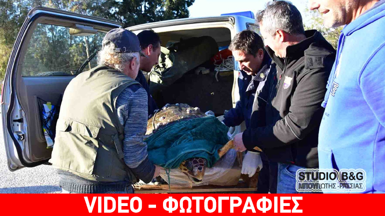 Ναύπλιο: Επιχείρηση διάσωσης τραυματισμένης θαλάσσιας χελώνας Ναύπλιο: Επιχείρηση διάσωσης τραυματισμένης θαλάσσιας χελώνας