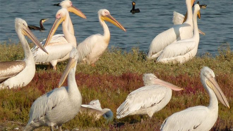 Λαθροκυνηγός σκότωσε σπάνιο αργυροπελεκάνο στον Έβρο