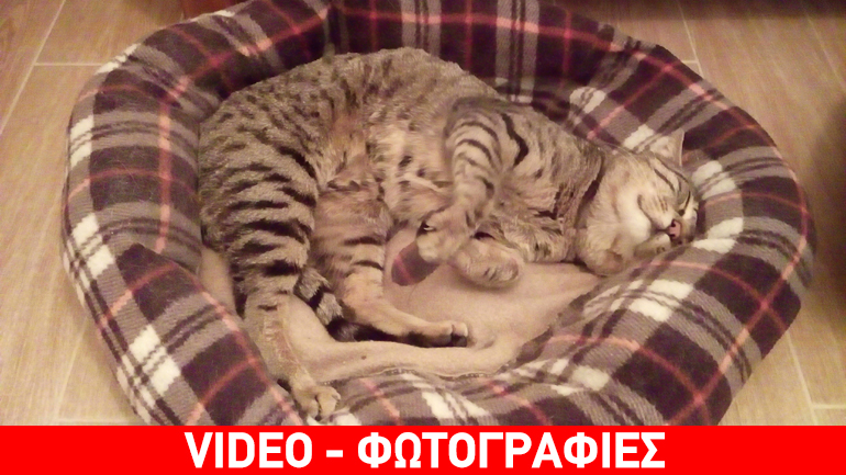 Γατούλης μόνος ψάχνει σπίτι