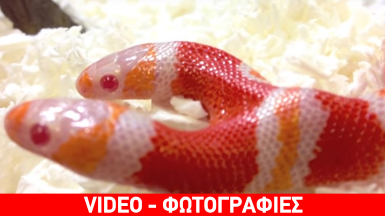Φίδι μαλώνει με… τον εαυτό του για το φαγητό Φίδι μαλώνει με… τον εαυτό του για το φαγητό
