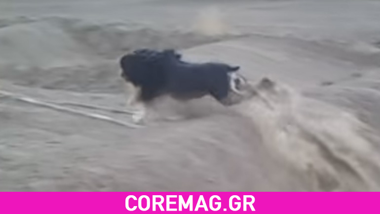 Όταν ο σκύλος σου κάνει καλύτερο scrub από εσένα