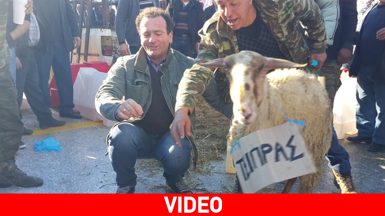 Έχυσαν το γάλα και άφησαν τα πρόβατα… ελεύθερα!