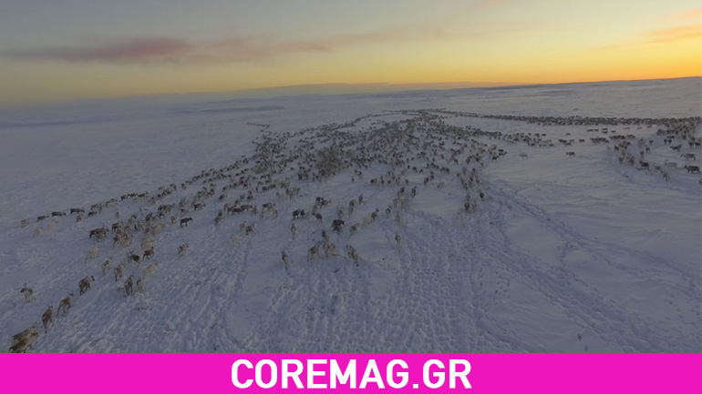 Χιλιάδες τάρανδοι διασχίζουν τη Νορβηγία Χιλιάδες τάρανδοι διασχίζουν τη Νορβηγία