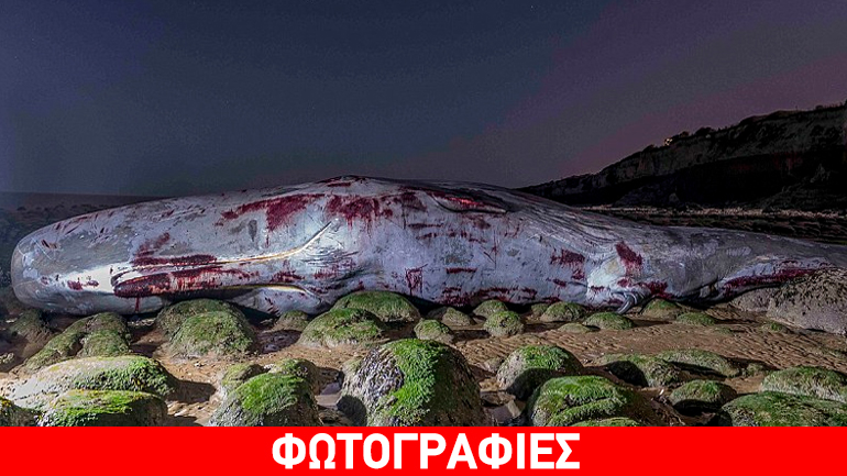 Φάλαινα – γίγας εκβράστηκε νεκρή σε ακτή του Ην. Βασιλείου