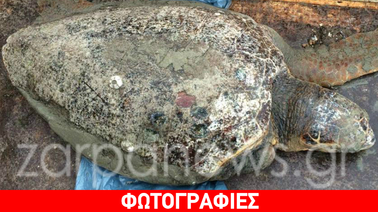 Νεκρή χελώνα Καρέτα Καρέτα στα Χανιά