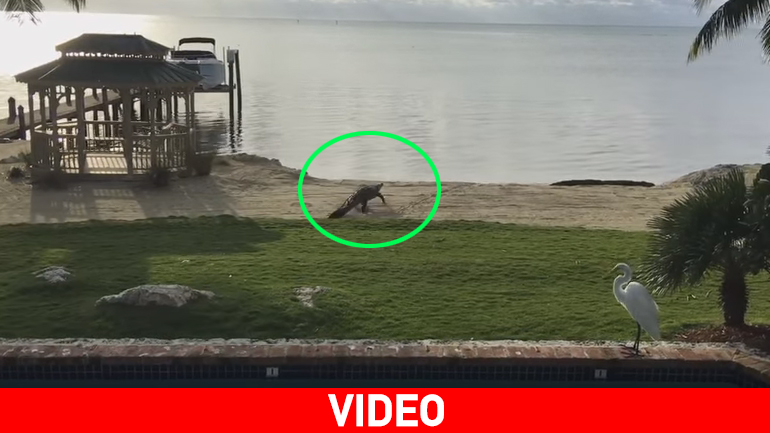 Φλόριντα: Ο κροκόδειλος μπήκε στην… αυλή!