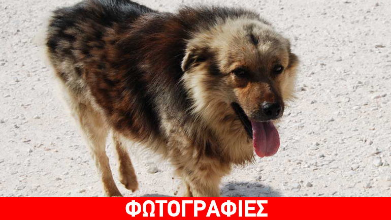 Βοηθήστε τον Φιλάκια να συνεχίσει να δίνει φιλιά…