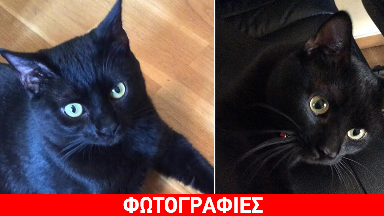 Χαρίζεται πανέμορφος γατούλης