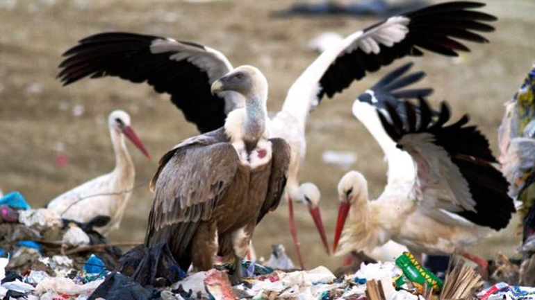 Πελαργοί δεν μεταναστεύουν γιατί τρώνε σε χωματερές