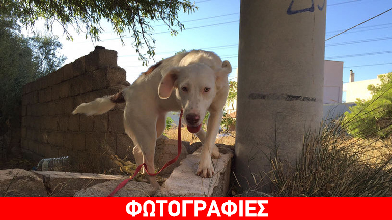 Η μικρή Στέβη ψάχνει σπίτι!