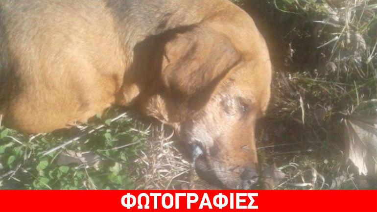 Κοζάνη: Ασυνείδητοι έριξαν φόλες σε πάρκο