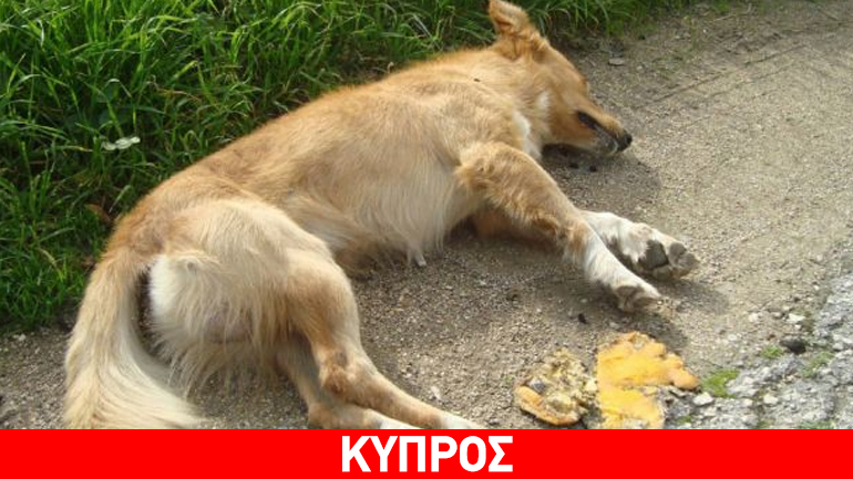 Λάρνακα: Ηλικιωμένος σκότωσε σκύλο με κλωτσιές επειδή μπήκε στην αυλή του! Λάρνακα: Ηλικιωμένος σκότωσε σκύλο με κλωτσιές επειδή μπήκε στην αυλή του!