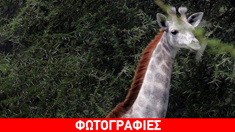 Σπάνια λευκή καμηλοπάρδαλη ζει στην Τανζανία