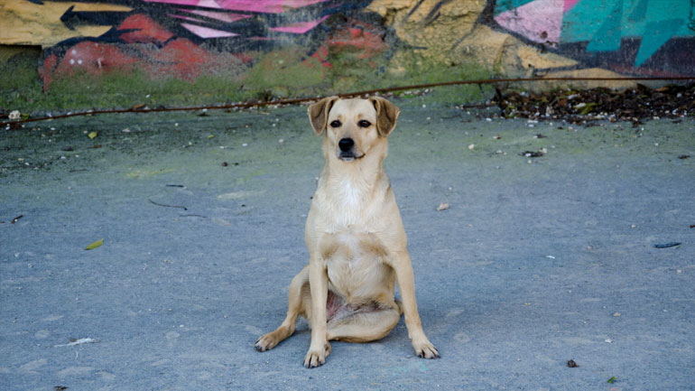 Κατερίνη: Χειροπέδες σε 72χρονο που κατηγορείται ότι σκότωσε αδέσποτο σκύλο