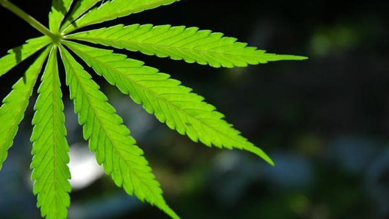 Μεξικό: Ξεκινά δημόσια συζήτηση για τη νομιμοποίηση της μαριχουάνας