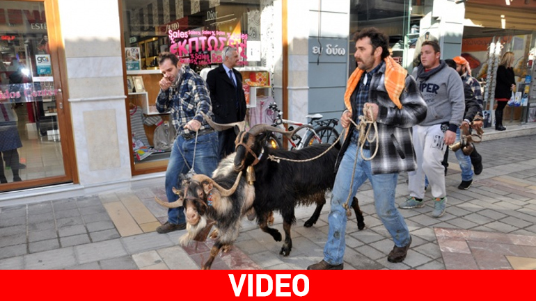 Με τράγους και κατσίκες οι κτηνοτρόφοι στη Χίο