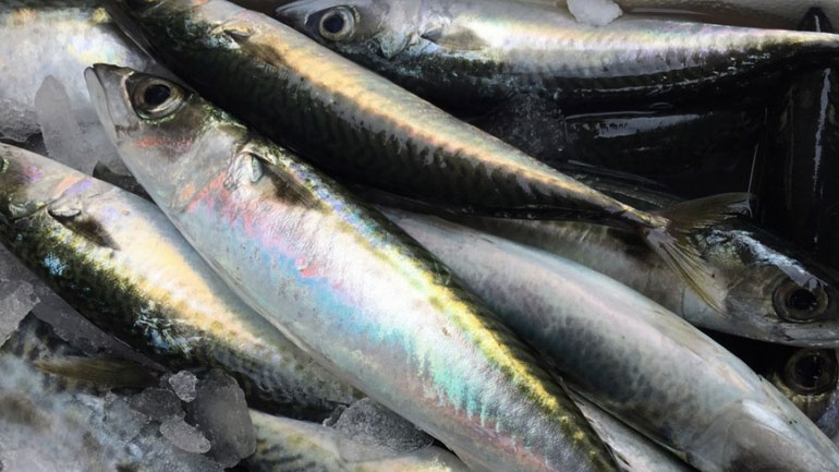 Κατάσχεση αλιευμάτων στην Ιχθυόσκαλα Νέας Μηχανιώνας