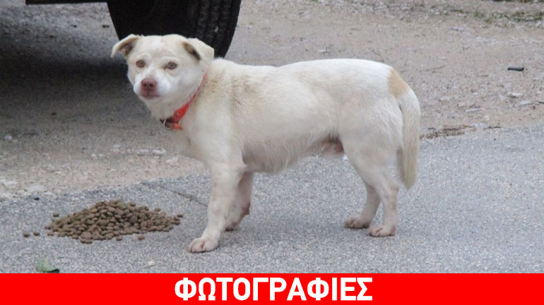 Ιωάννινα: Τον εγκατέλειψαν στον δρόμο και εκείνος περίμενε καρτερικά να γυρίσουν πίσω