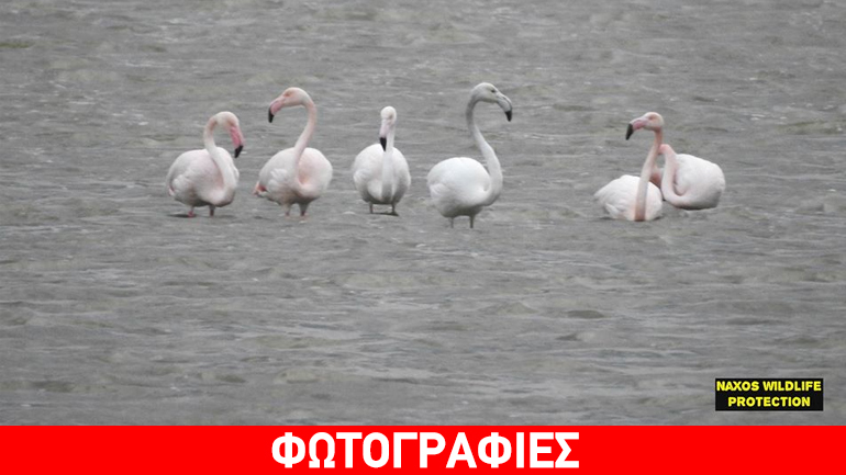 Ο χορός των φλαμίνγκο στη Νάξο
