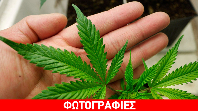 Πάτρα: Καλλιεργούσε δενδρύλλια κάνναβης στο υπνοδωμάτιό του