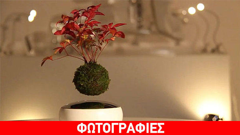 Μπονσάι που αιωρούνται στον αέρα!