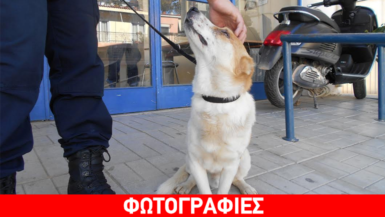 Πάτρα: Αστυνομικοί και πυροσβέστες έσωσαν τραυματισμένο σκυλάκι