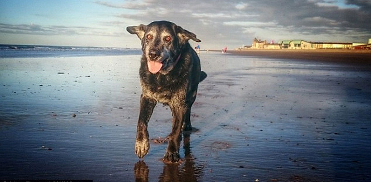 Η τελευταία βόλτα