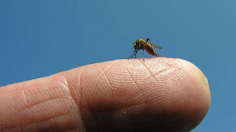 Πέντε επιβεβαιωμένα κρούσματα του ιού Ζίκα στη Γερμανία