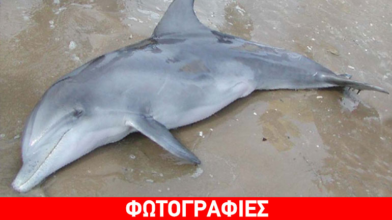 Νεκρό δελφίνι εκβράστηκε στα Χανιά