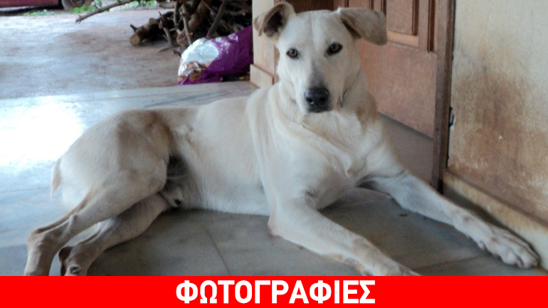 O Λάρυ ψάχνει σπίτι