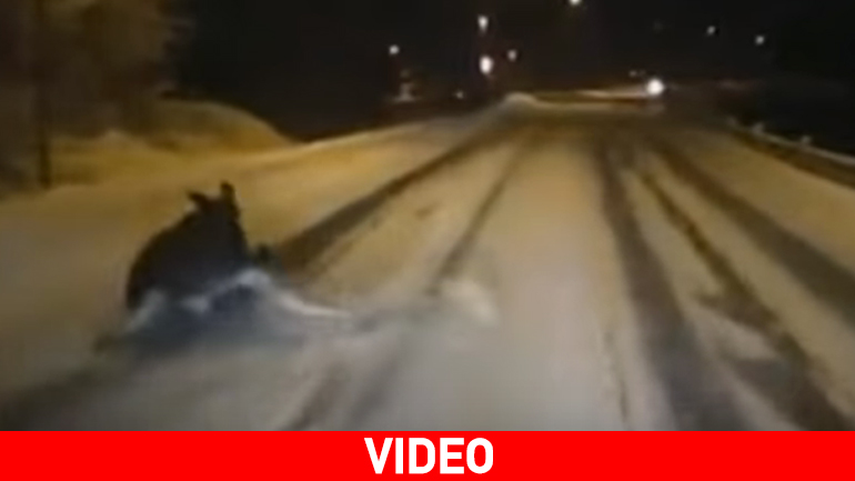 Σχολικό πέφτει πάνω σε άλκη στη Νορβηγία