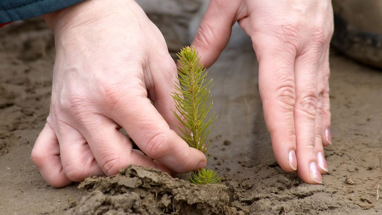 Θεσσαλονίκη: Περισσότερα από 4.000 δέντρα φυτεύτηκαν στην Ευκαρπία