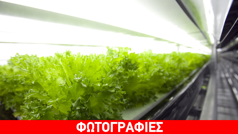 Ιαπωνία: Το πρώτο ρομποτικό αγρόκτημα θα λειτουργήσει το 2017