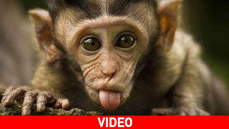 Η κλέφτρα μαϊμού είχε αδυναμία στα… τάπερ
