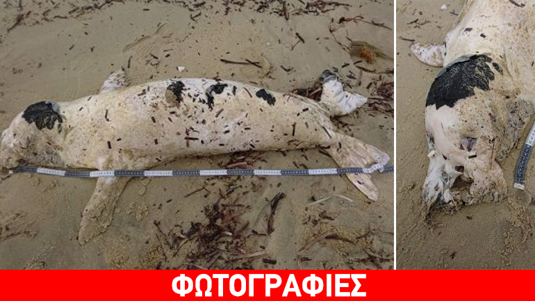 Μεσογειακή φώκια εκβράστηκε νεκρή σε παραλία της Νάξου