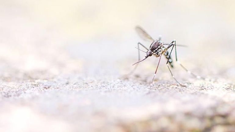 Στην Ευρώπη ο ιός Ζίκα