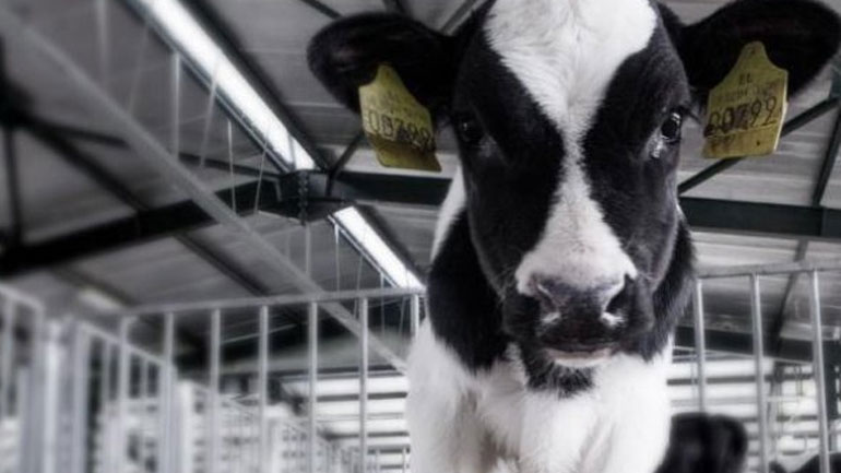 Αλεξανδρούπολη: 2.258.000 ευρώ για αντικατάσταση ζωικού κεφαλαίου