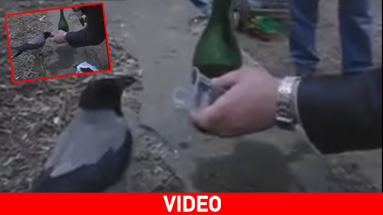 Κοράκι πίνει… κρασί!