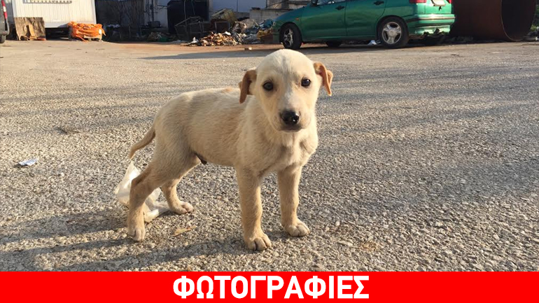 Γλυκύτατα κουταβάκια αναζητούν οικογένεια